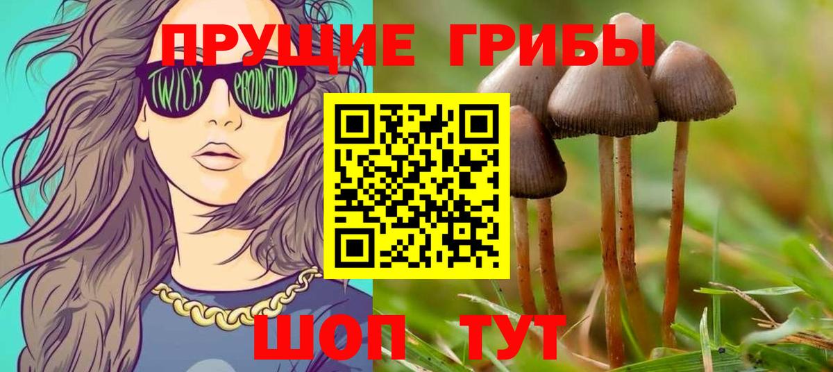 Псилоцибиновые грибы Psilocybe Ленинск-Кузнецкий
